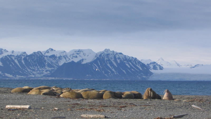 A colony of some 60 walrus